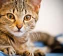 Margaret Scratcher on Random Purr-Fect Cat Name Puns For Your Favorite Furry Friend