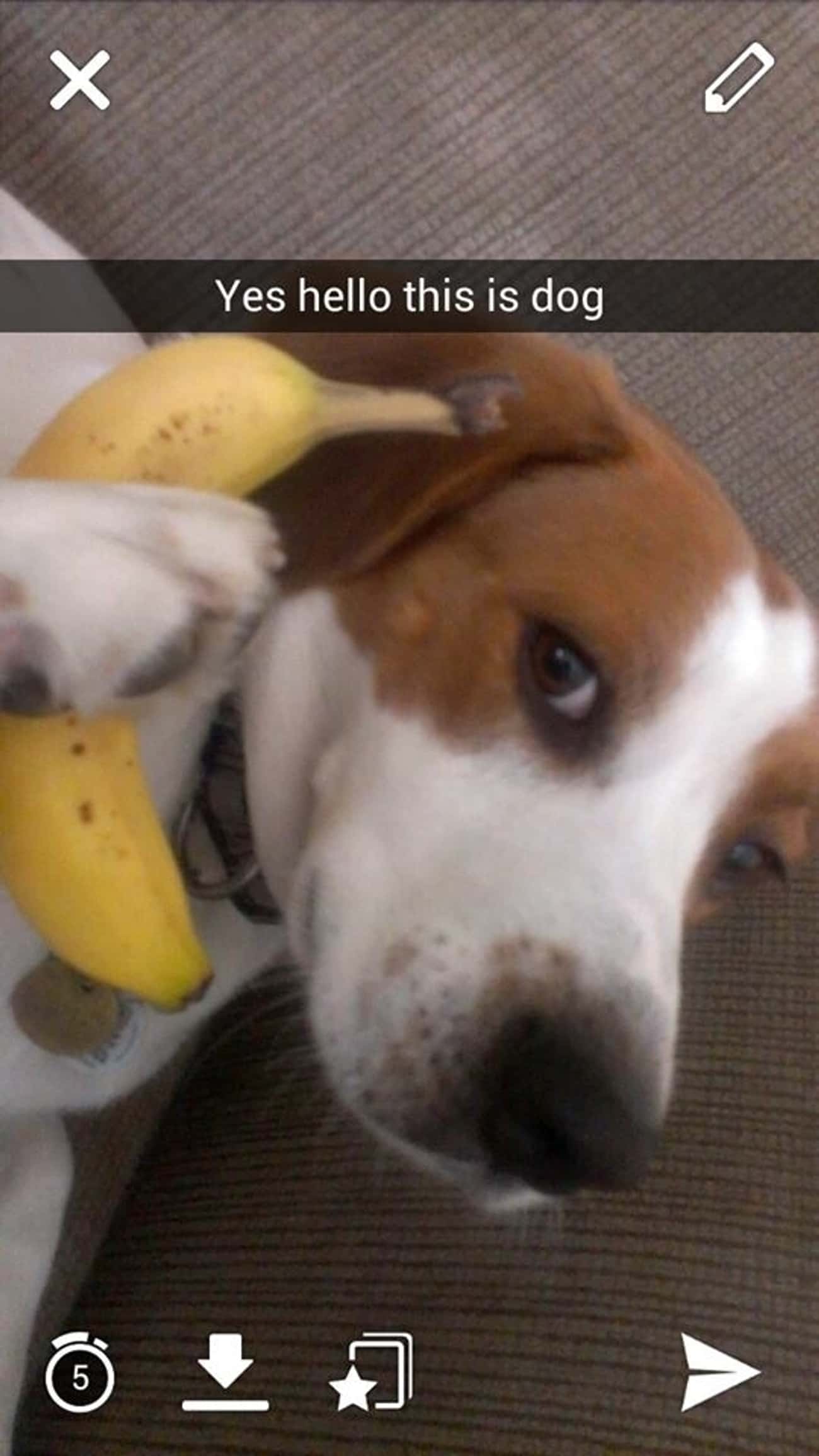 Хеллоу собаки. Hello Dog. Hello this is Dog. Собака банан. Hello Yes this is Dog.