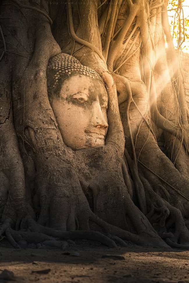 Buddha Head at Wat Mahathat, Thailand