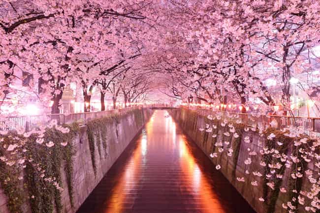 Cherry Blossom Tunnels in Japan