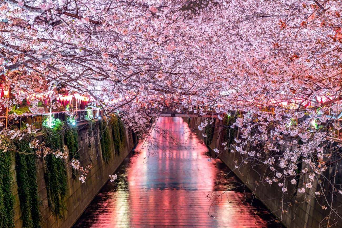 Cherry Blossom Tunnel Along Meguro River In Tokyo, Japan