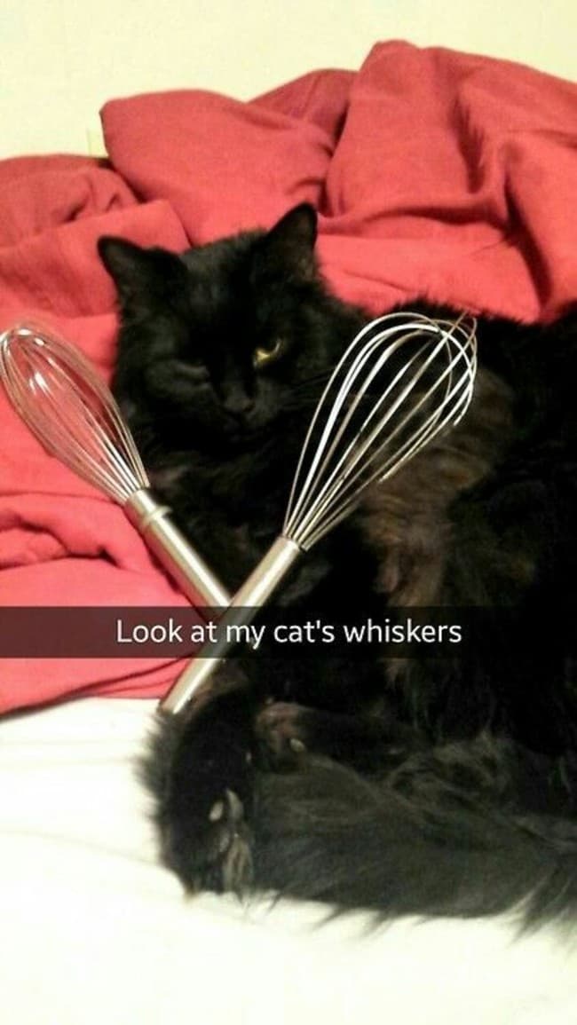 Laugh Now, But That Cat's Plotting His Revenge on Random Best And Punniest Puns Ever Snapchatted