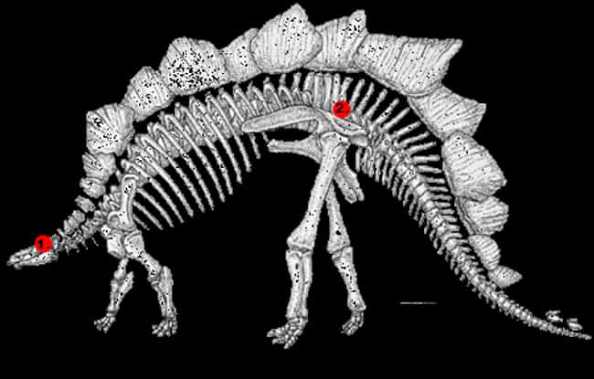 dinosaur smallest brain