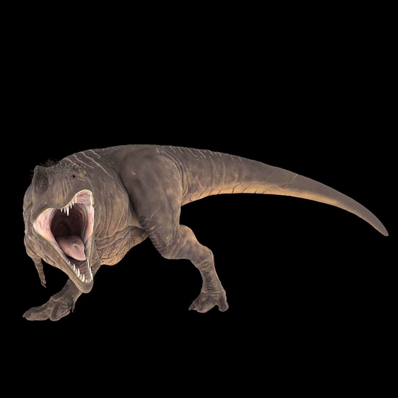 Tyrannosaurus Rex's Small Forearms Were Weak And Useless