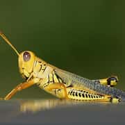 Why Do Grasshoppers Not Go To Many Football Matches?