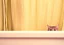 Shower Curtain Cat Is Always Watching. Always. on Random World's Stealthiest Cats Caught Peeking