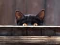 Fence Lurker Cat Hides in Your Wood Grains on Random World's Stealthiest Cats Caught Peeking