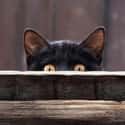 Fence Lurker Cat Hides in Your Wood Grains on Random World's Stealthiest Cats Caught Peeking