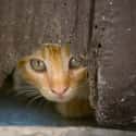 Peeping Tom Cat Peeps When You Least Expect It on Random World's Stealthiest Cats Caught Peeking
