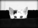 Kitty's First Peek on Random World's Stealthiest Cats Caught Peeking
