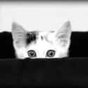 Kitty's First Peek on Random World's Stealthiest Cats Caught Peeking