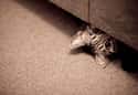 Floor Cat Awaits Your Fallen Crumbs on Random World's Stealthiest Cats Caught Peeking