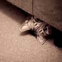 Floor Cat Awaits Your Fallen Crumbs on Random World's Stealthiest Cats Caught Peeking