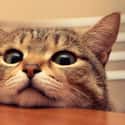 Table Cat Sees You're Enjoying Tuna. Table Cat Loves Tuna. on Random World's Stealthiest Cats Caught Peeking