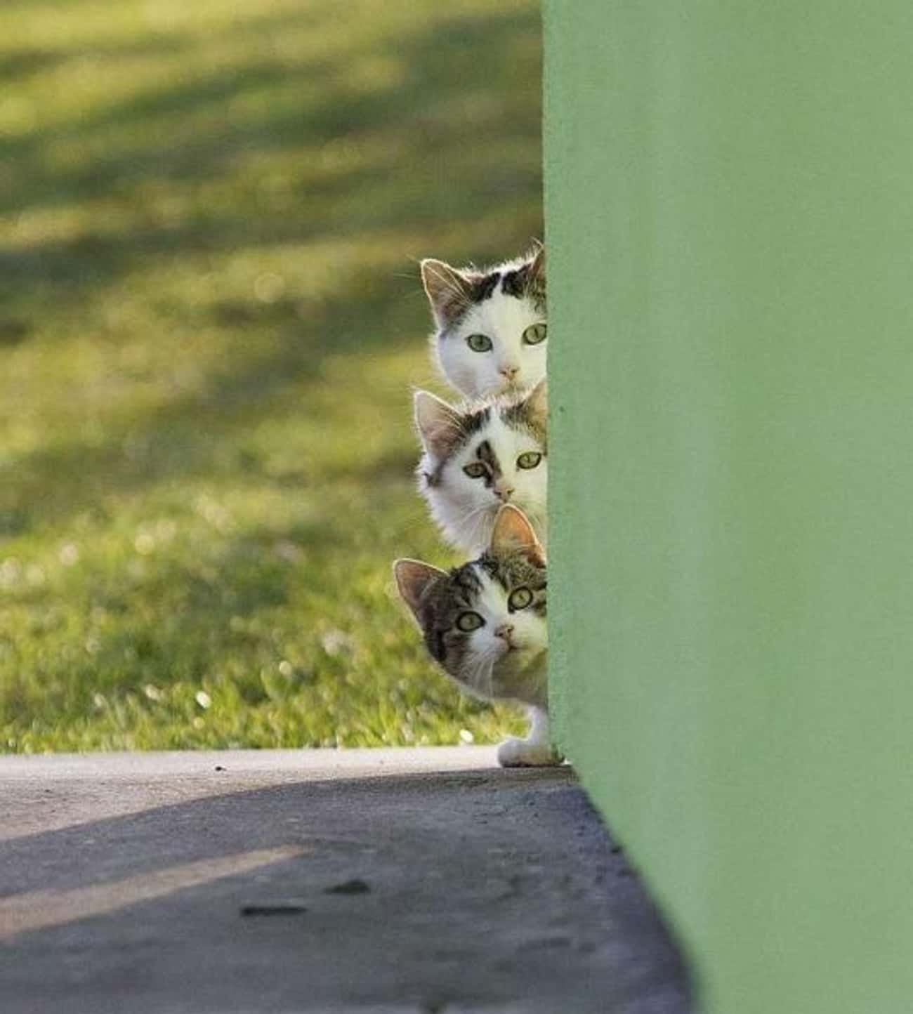 Stacked Cats Assemble Group Peeking Formation