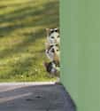 Stacked Cats Assemble Group Peeking Formation on Random World's Stealthiest Cats Caught Peeking