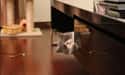 Cubicle Cat Lurks Among Your Important Files on Random World's Stealthiest Cats Caught Peeking