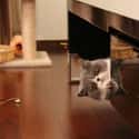 Cubicle Cat Lurks Among Your Important Files on Random World's Stealthiest Cats Caught Peeking