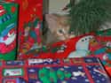 Christmas Kitten Keeps an Eye on Santa on Random World's Stealthiest Cats Caught Peeking