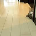 Corner Cat Watches from the Crevasses on Random World's Stealthiest Cats Caught Peeking