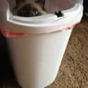 One Man's Trash Is Another Cat's Tuna on Random World's Stealthiest Cats Caught Peeking