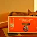 Orange Cat Wonders if This Matches Her Furs? on Random World's Stealthiest Cats Caught Peeking