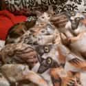 Calico Cat Blends Seamlessly into These Seams on Random World's Stealthiest Cats Caught Peeking