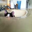 Sink Cat Laughs at Your Efforts at Privacy on Random World's Stealthiest Cats Caught Peeking