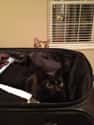 TSA Cat Keeps the Skies Safe from Stowaways on Random World's Stealthiest Cats Caught Peeking