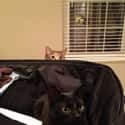 TSA Cat Keeps the Skies Safe from Stowaways on Random World's Stealthiest Cats Caught Peeking