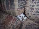 Couch Cat Hopes You Don't Fart on Random World's Stealthiest Cats Caught Peeking