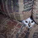 Couch Cat Hopes You Don't Fart on Random World's Stealthiest Cats Caught Peeking