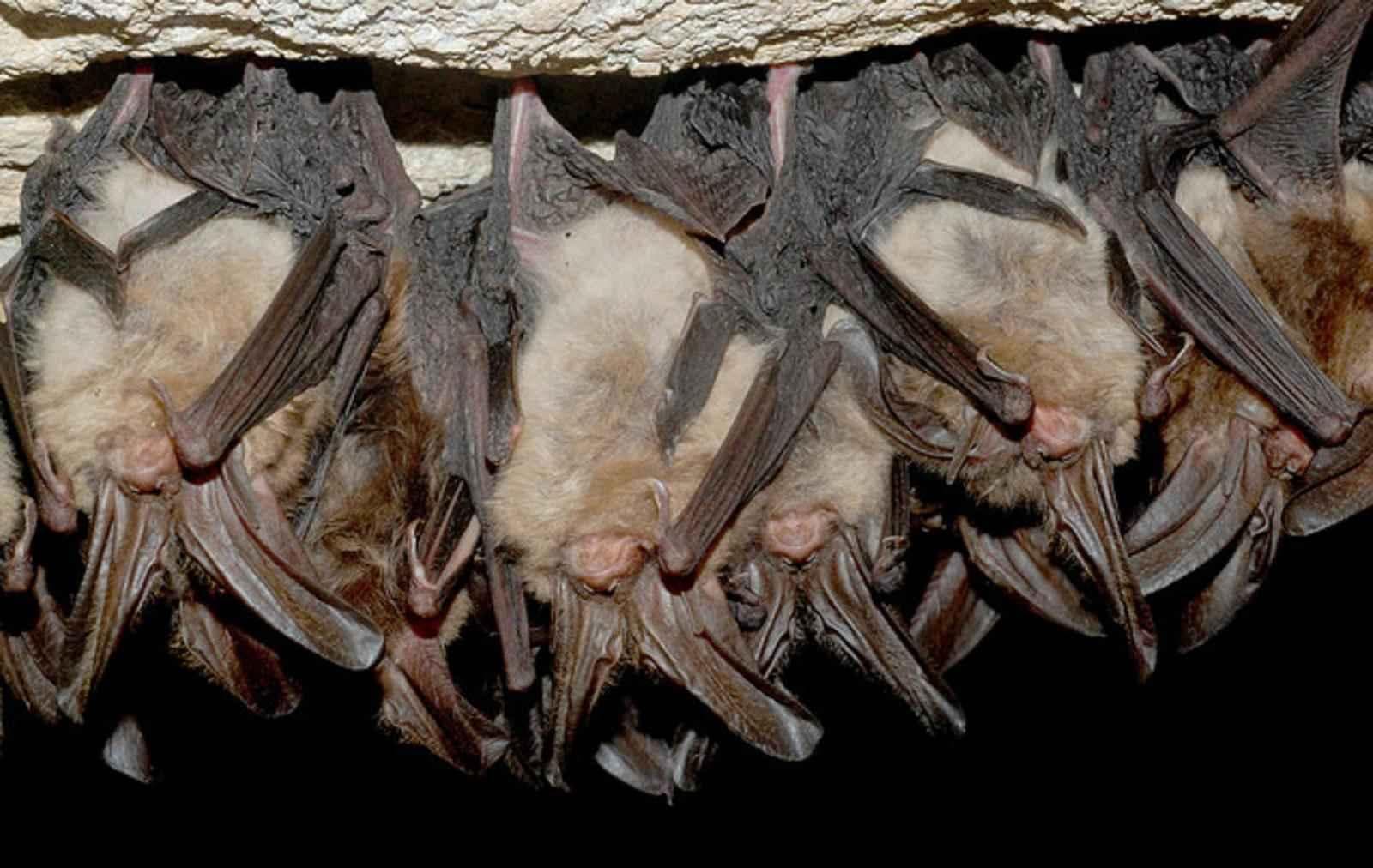 bats hibernate or migrate