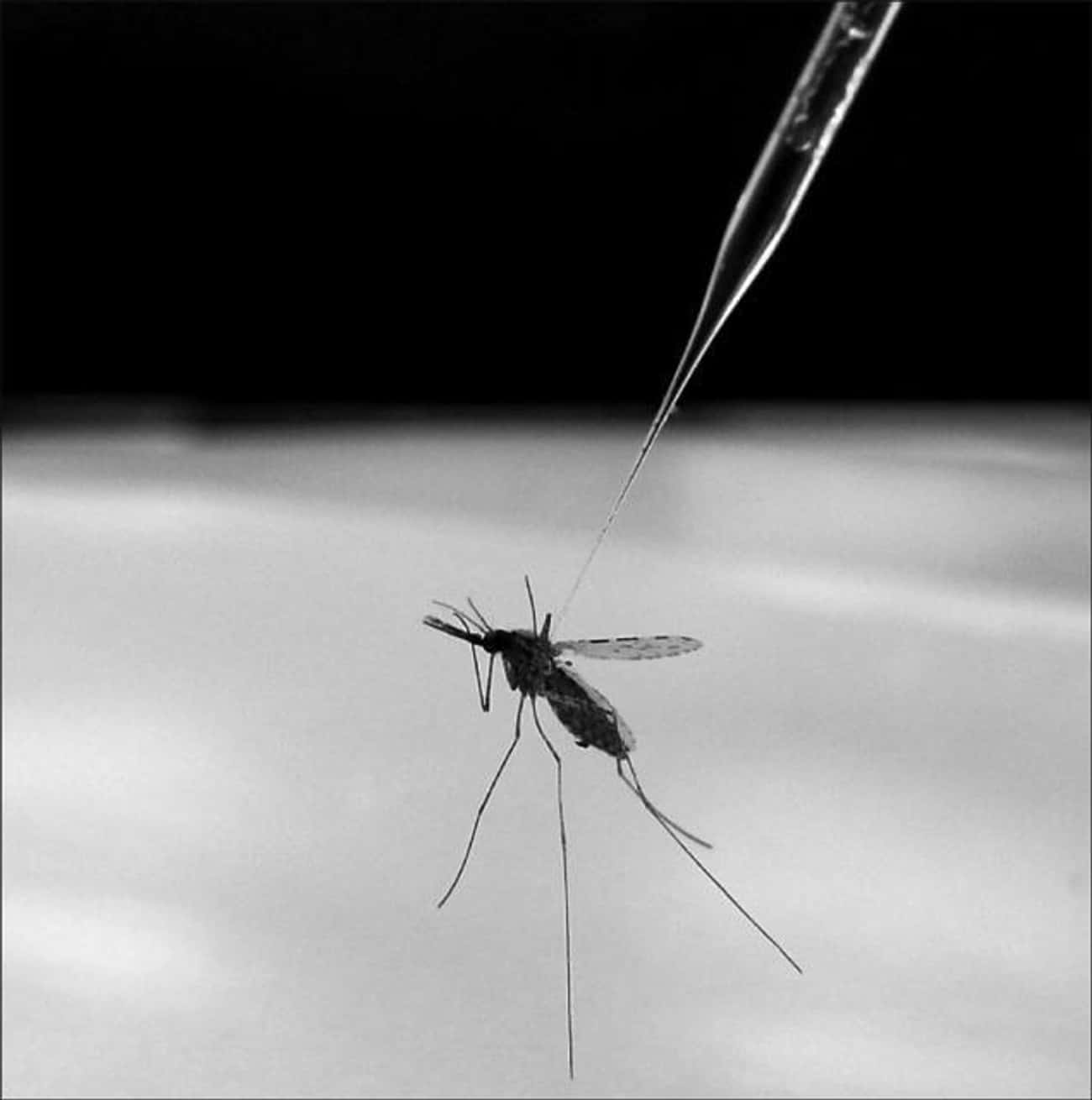 Mass Malaria Experiments