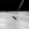 Mass Malaria Experiments on Random Horrifying Nazi Experiments  Conducted On Humans