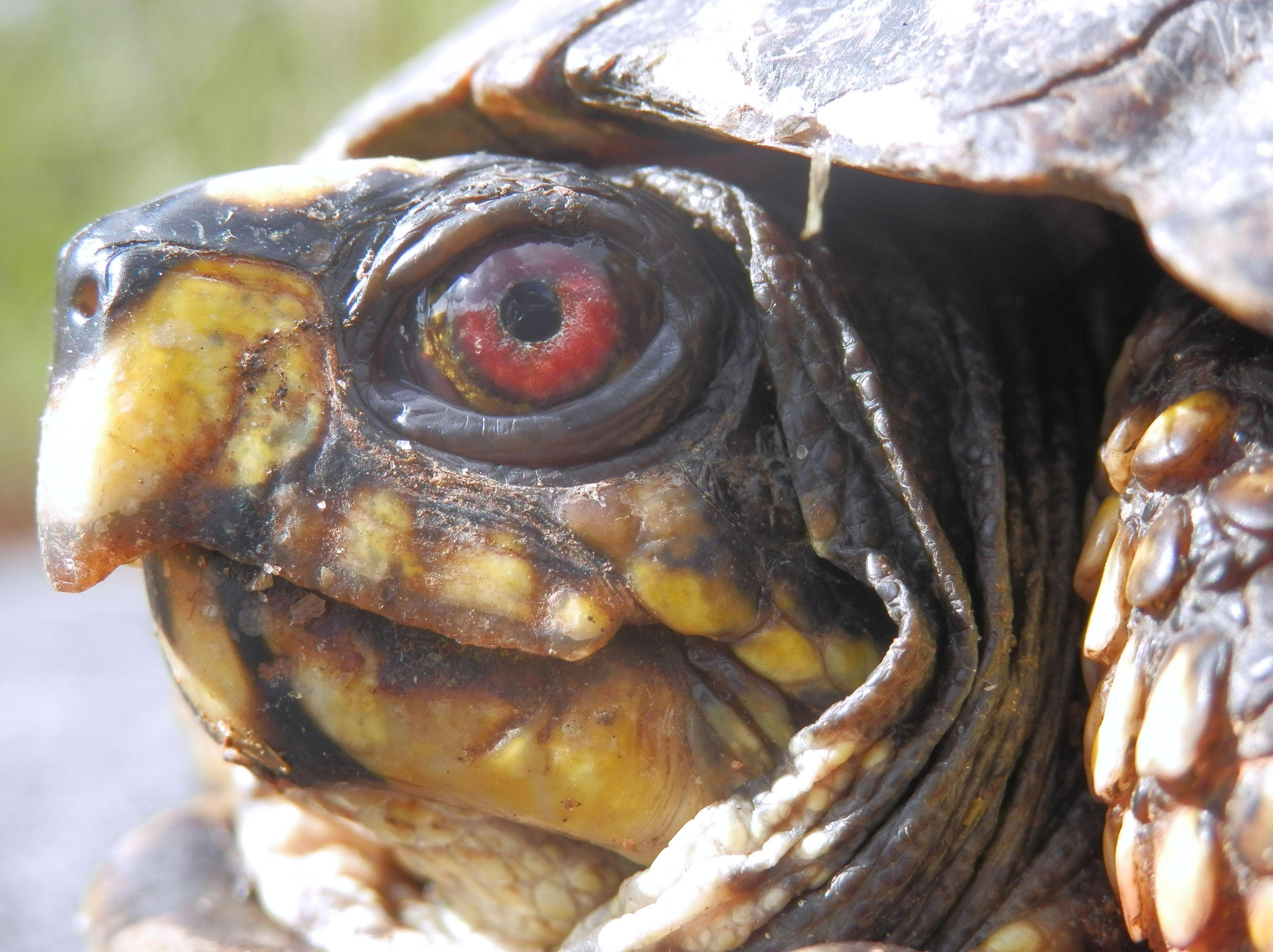 Mad Turtle Photos | Pics of Angry & Annoyed Turtles