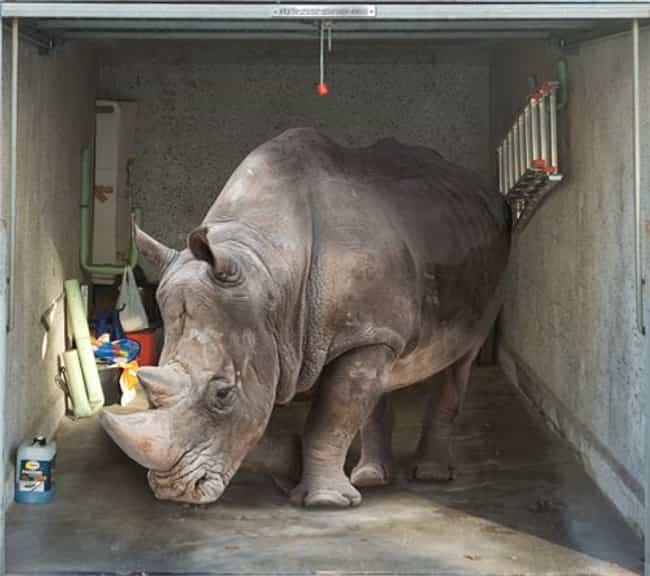 Why Are You Driving A Car When You Could Ride A Rhino?