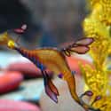 Weedy Seadragons Look Just Like Seaweed on Random Pretty Cool And Kind Of Scary Facts About Ocean Creatures