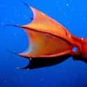 The Vampire Squid Can Turn Itself Inside Out on Random Pretty Cool And Kind Of Scary Facts About Ocean Creatures