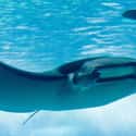 The Manta Ray Flips for Digestion on Random Pretty Cool And Kind Of Scary Facts About Ocean Creatures