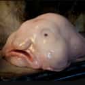 The Ugly Blobfish Is Squishy So It Floats at Extreme Depths on Random Pretty Cool And Kind Of Scary Facts About Ocean Creatures