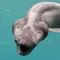 The Frilled Shark Is Built Like an Eel, the Better to Strike Its Prey on Random Pretty Cool And Kind Of Scary Facts About Ocean Creatures