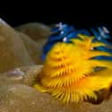 The Christmas Tree Worm Decks the Halls All Year on Random Pretty Cool And Kind Of Scary Facts About Ocean Creatures
