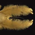 The Yeti Crab Is the Hairy Hipster of Crustaceans on Random Pretty Cool And Kind Of Scary Facts About Ocean Creatures