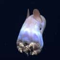 The Dumbo Octopus Swims with Elephant Ears on Random Pretty Cool And Kind Of Scary Facts About Ocean Creatures