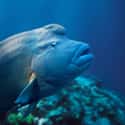 The Napoleon Wrasse Can Change Its Sex on Random Pretty Cool And Kind Of Scary Facts About Ocean Creatures