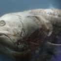 The Coelacanth Came Back from the Dead on Random Pretty Cool And Kind Of Scary Facts About Ocean Creatures