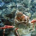 The Giant Spider Crab Is the Biggest Arthropod on Earth on Random Pretty Cool And Kind Of Scary Facts About Ocean Creatures