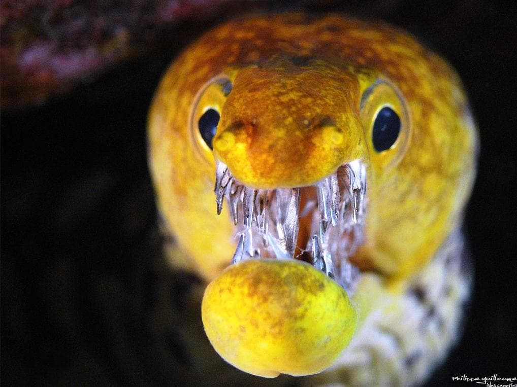 Cool Fish Facts | Sea Animals & Ocean Life Trivia
