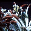 Giant Tube Worms Live in Extreme Environmental Conditions on Random Pretty Cool And Kind Of Scary Facts About Ocean Creatures